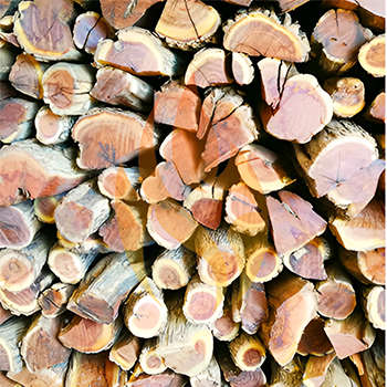 Namibian Sekelbos (Sicklebush) | 2 Ton Bulk - 2000kg